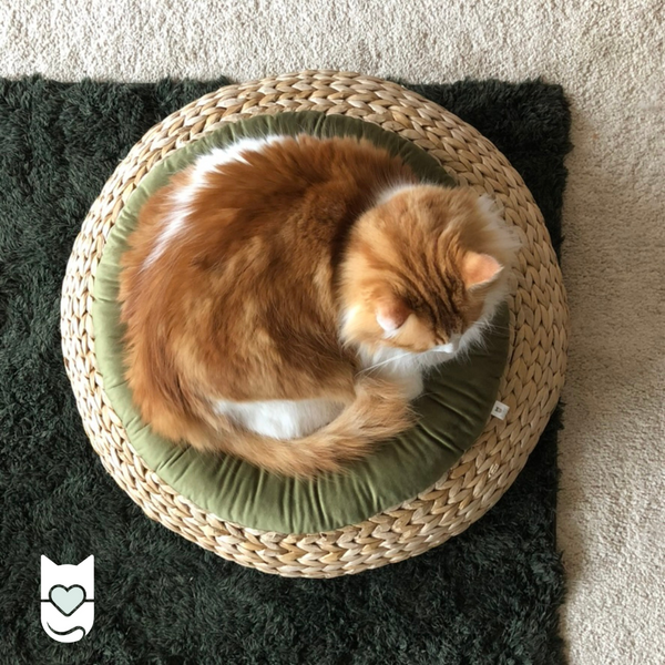 Coussin pour chat RONRON - Vert Olive